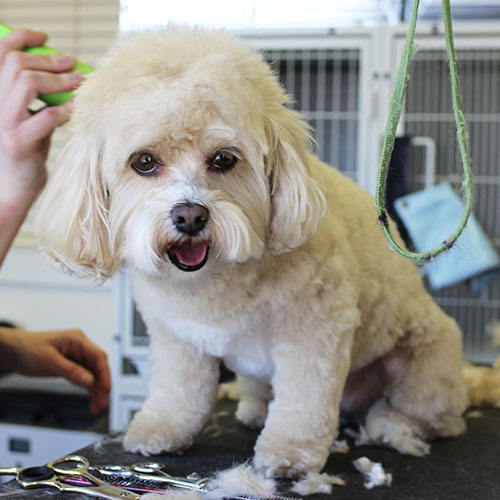 Best Vet Clinic Near CMC, Addis Ababa: What Pet Owners Should Look For